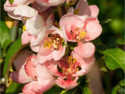 Dulovec nádherný  'Flocon Rose'