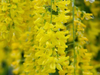 Laburnum Vossii