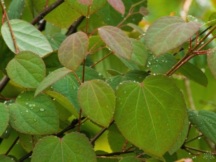 Cercidovník japonský