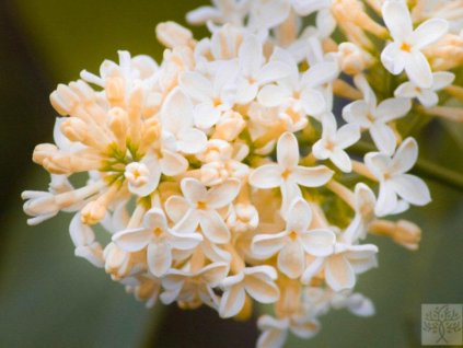 Orgován obyčajný 'Primrose'