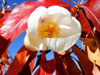 Franklinie americká  Franklinia alatamaha