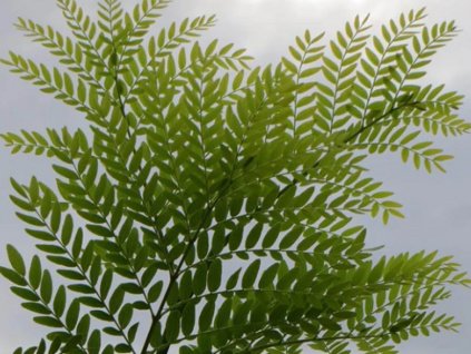 Gledíčia trojtŕňová var. inermis