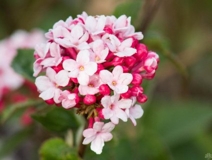 Kalina Carlesova 'Aurora'