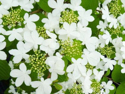 Kalina japonská 'Jww1' 'Kilimanjaro'