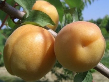 Marhuľa 'San Castrese'