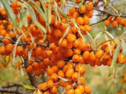 Rakytník rešetliakový 'Perčik'