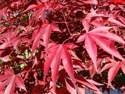Javor dlaňovitolistý  'Atropurpureum'