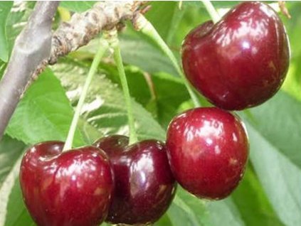 Čerešňa 'Ferrovia'