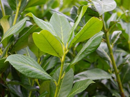 Vavrínovec lekársky 'Rotundifolia'