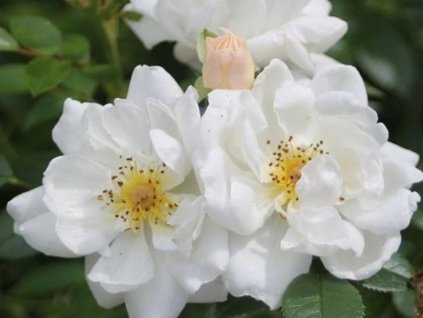Ruža 'Bienenweide® Weiss'