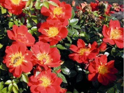 Ruža  'Bienenweide® Hellrot'