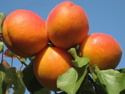 Marhuľa 'Early Orange' (Balenie prostokorenný stromček, Podpník myrobalán)