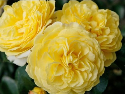 Stromčeková ruža  'Solero' (Balenie prostokorenný stromček, kmienok 110cm)