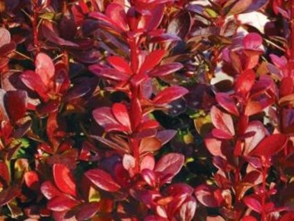 Dráč Thunbergov 'Red Compact'