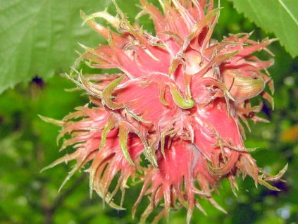 Lieska  turecká 'Te-Terra Red'