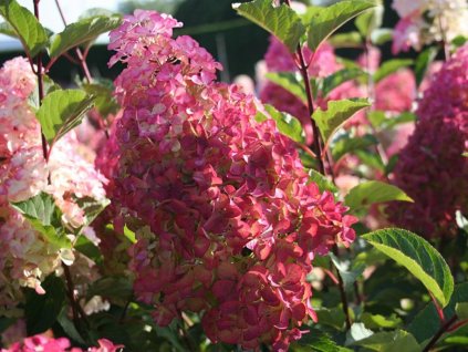 Hortenzia metlinatá Fraise Melba 'Renba'