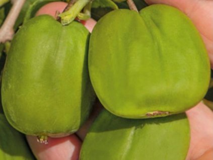 Kiwi 'Chang Bai Giant'