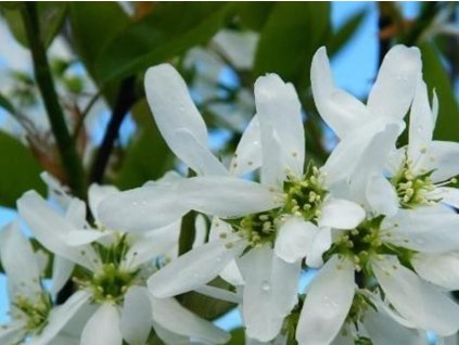 Muchovník hladký 'Ballerina'