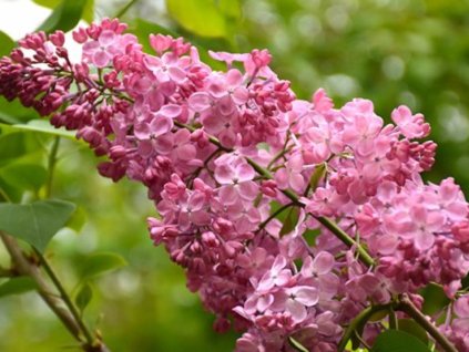 Orgován hyacintokvetý 'Maiden's Blush'