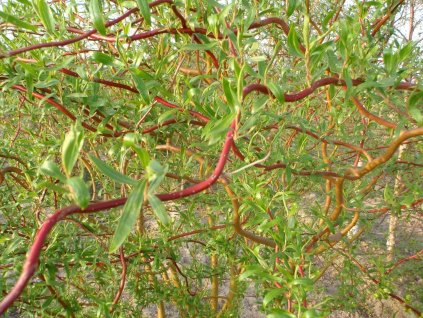 Vŕba biela 'Dart's Snake'