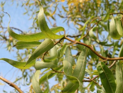 Vŕba babylonská 'Tortuosa'