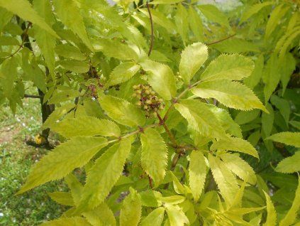 plumsa
