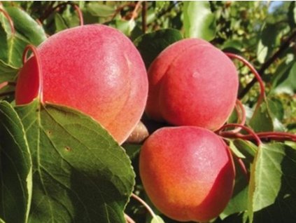 Marhuľa 'Samourai' (Balenie prostokorenný stromček, Podpník myrobalán)