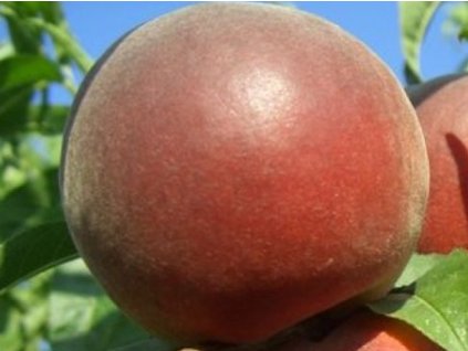 Broskyňa 'Vistarich'