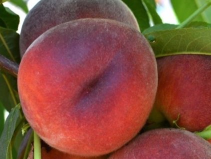 Broskyňa 'Royal Majestic'