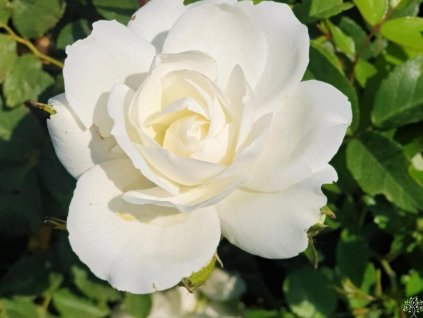 Ruža 'Schneewittchen'