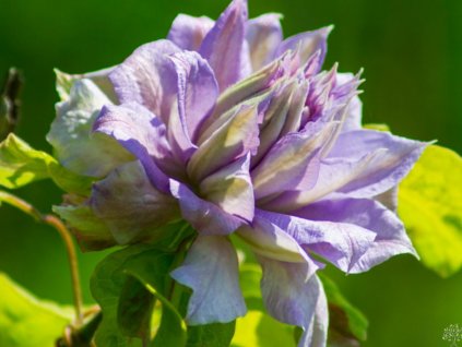 Plamienok  'Blue Light'