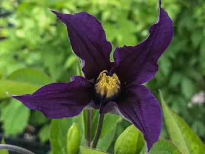 Plamienok 'Blue Sensation'