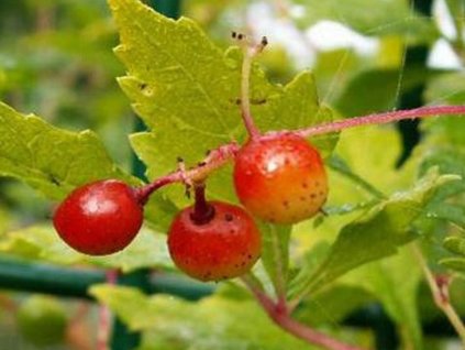 Loubinec omějolistý 'Seattle'