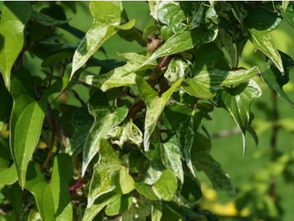 Jam čínský 'Variegata'