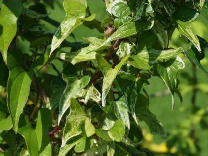 jam variegat
