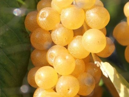 Hlošina okolíkatá 'Pointilla Fortunella'