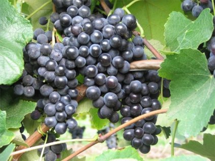 Vinič stolový  'Isabella'