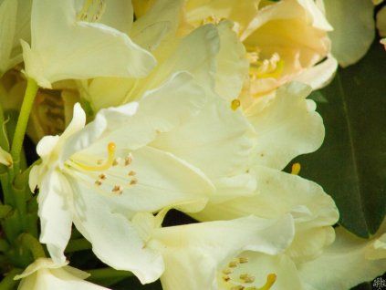 Rhododendron Pernilla