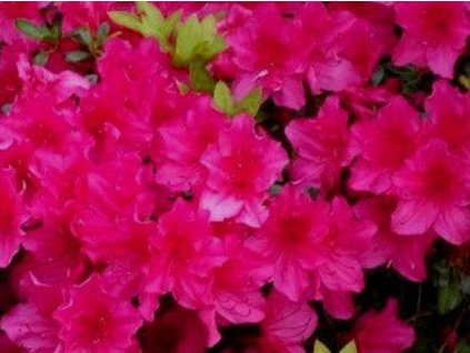 Japonská azalka 'Rubinetta'