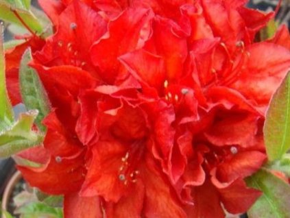 Azalka 'Doloroso'