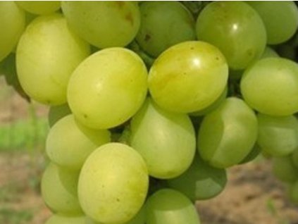 Vinič stolový  'Pannonia Kincze'