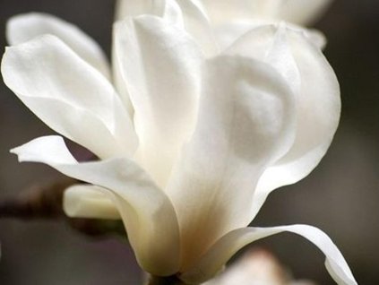 Magnólia japonská 'White Swan'