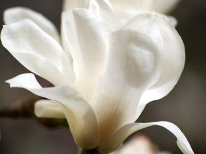 swan