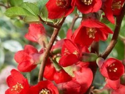 Dulovec nádherný 'Texas Scarlet'