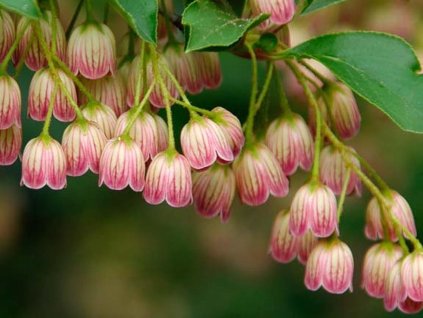 Zvonkovec (enkianthus)
