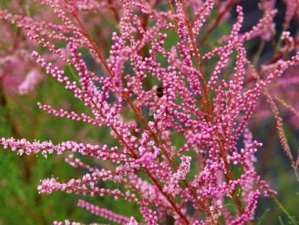 rubra