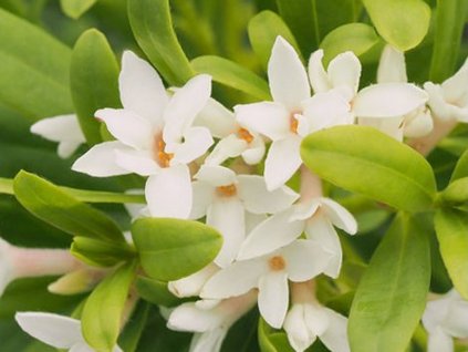 Lykovec 'Eternal Fragrance'