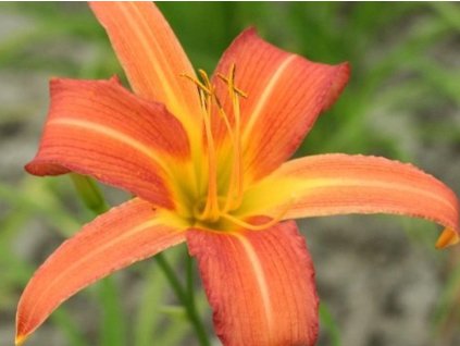 Ľaliovka  'Piquante' - Hemerocallis 'Piquante'