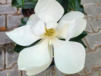 Magnólia veľkokvetá 'Little Gem'