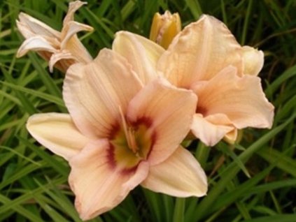 Ľaliovka 'Lynn Hall' - Hemerocallis 'Lynn Hall'